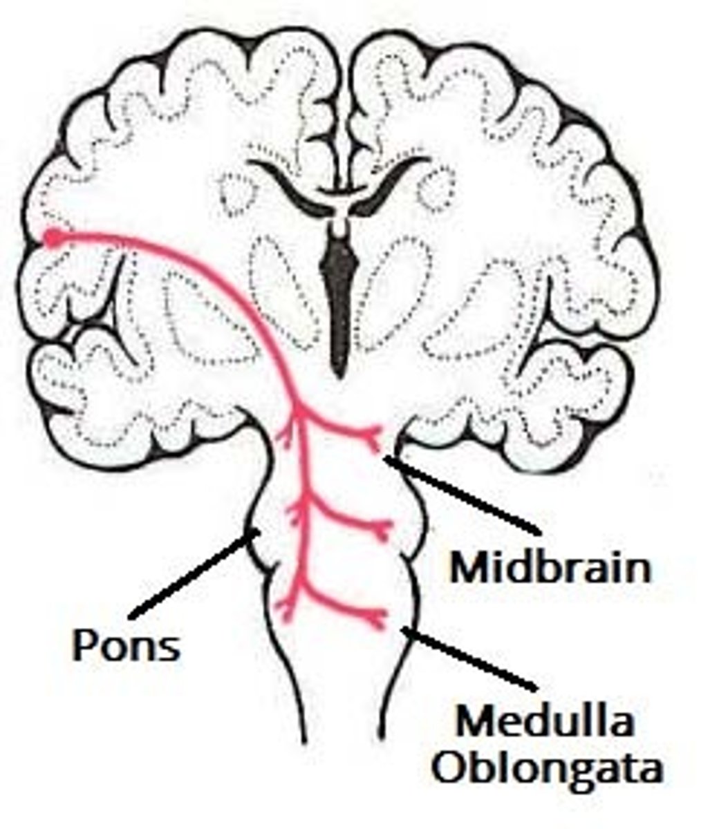 <p>decussates just above the point of synapses with a cranical nerve</p><p>more complex (redundant than the corticospinal tract)</p>