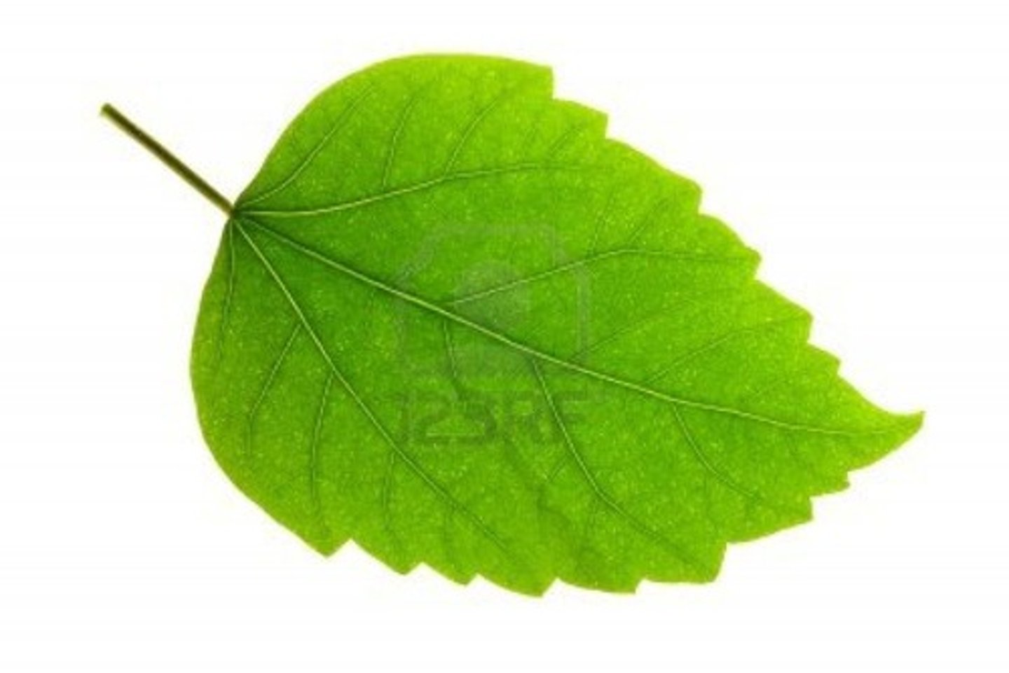 <p>What is this leaf part called, not including the petiole</p>