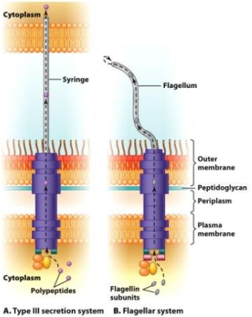 <p><strong>Type II secretion</strong> passes polypeptides through a syringe to the outside of the cell. </p><p>The <strong>flagellar</strong> system secretes flagellin subunits using the flagellum. These subunits are then used to build the flagellum from the tip up.</p>