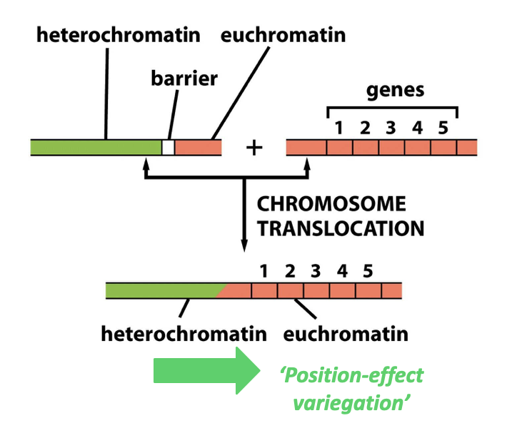 <ul><li><p class="Paragraph SCXO61298204 BCX4" style="text-align: left;"><span style="background-color: inherit; line-height: 19.55px; color: windowtext;"><span>If heterochromatin spills = position effect variegation</span></span><span style="line-height: 19.55px; color: windowtext;"><span>&nbsp;</span></span></p></li><li><p class="Paragraph SCXO61298204 BCX4" style="text-align: left;"><span style="background-color: inherit; line-height: 19.55px; color: windowtext;"><span>Shuts off all the genes in the euchromatin</span></span><span style="line-height: 19.55px; color: windowtext;"><span>&nbsp;</span></span></p></li><li><p class="Paragraph SCXO61298204 BCX4" style="text-align: left;"><span style="background-color: inherit; line-height: 19.55px; color: windowtext;"><span>Heterochromatin has a tendency to spread (e.g. into neighbouring euchromatic regions)</span></span><span style="line-height: 19.55px; color: windowtext;"><span>&nbsp;</span></span></p><ul><li><p class="Paragraph SCXO28885134 BCX4" style="text-align: left;"><span style="background-color: inherit; line-height: 19.55px; color: windowtext;"><span>Molecular mechanisms exist to prevent this</span></span><span style="line-height: 19.55px; color: windowtext;"><span>&nbsp;</span></span></p></li></ul></li></ul><p></p>