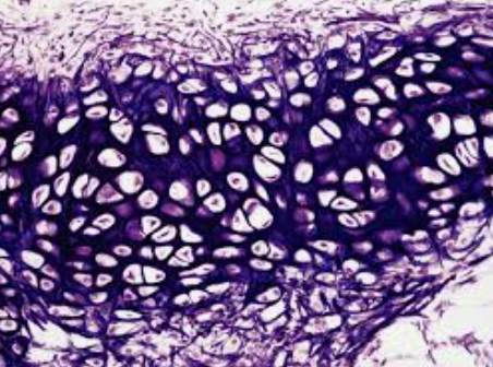 <p>what type of tissue is this?</p>
