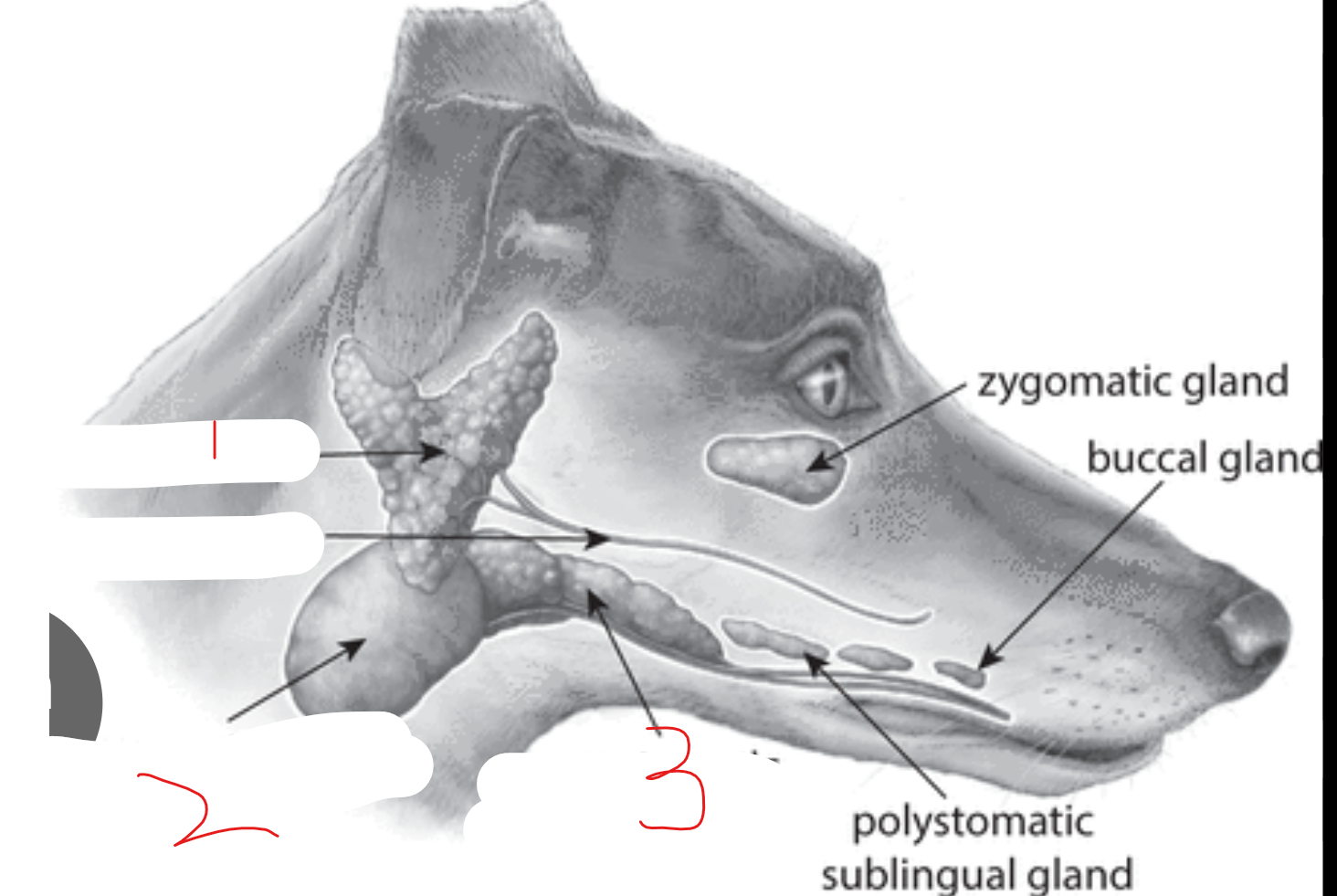 <p>label the salivary glands</p>