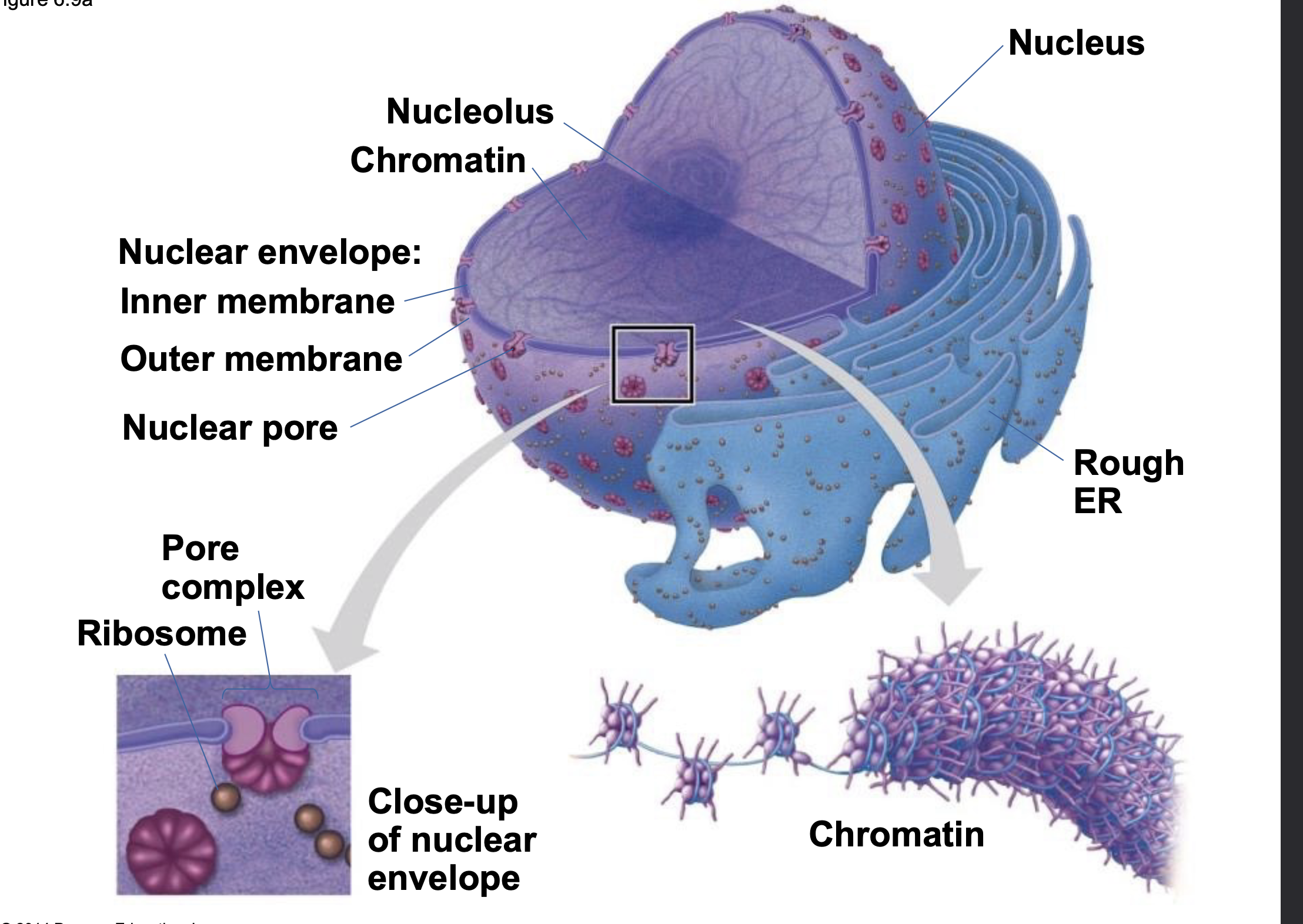 .The nucleus contains most of the cell’s genes and is usually the most conspicuous organelle \n .The nuclear envelope encloses the nucleus, separating it from the cytoplasm \n .The nuclear membrane is a double membrane; each membrane consists of a lipid bilayer

.Pores regulate the entry and exit of molecules from the nucleus \n .The nuclear size of the envelop is lined by the nuclear lamina, which is composed of proteins and maintains the shape of the nucleus