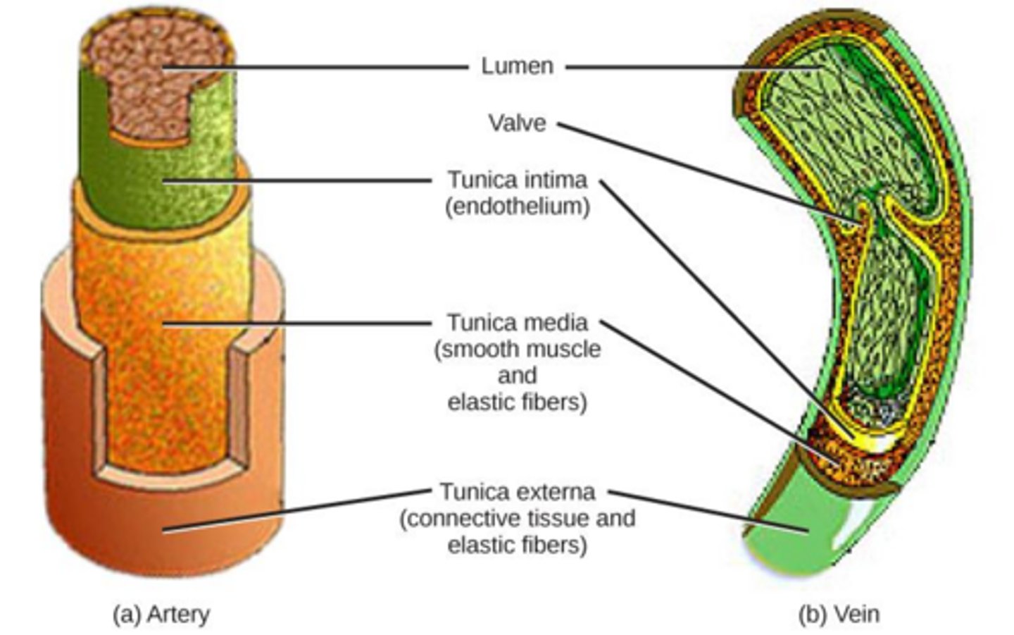 <p>Arteries and veins have four tissue layers, while capillaries consist of only a single layer of endothelial cells to allow rapid exchange.</p>