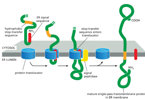 <ol><li><p>The protein has an <strong>N-terminal ER signal sequence</strong> (red).</p><ul><li><p>This signal sequence starts transfer into the ER through a protein translocator.</p></li></ul></li><li><p>The protein also has a <strong>second hydrophobic sequence</strong> (orange).</p><ul><li><p>This is the <strong>stop-transfer sequence</strong>.</p></li></ul></li><li><p>When the stop-transfer sequence enters the translocator, it <strong>halts transfer</strong> through the channel.</p></li><li><p>The translocator then <strong>releases the growing polypeptide sideways</strong> into the lipid bilayer.</p></li><li><p>The N-terminal signal sequence is <strong>cleaved off</strong>.</p></li><li><p>The result is that the protein becomes <strong>anchored in the ER membrane</strong>, with one domain sticking into the ER lumen and the rest staying in the cytosol.</p></li><li><p>Protein synthesis continues on the <strong>cytosolic side</strong> until the protein is fully made.</p></li></ol><p></p>