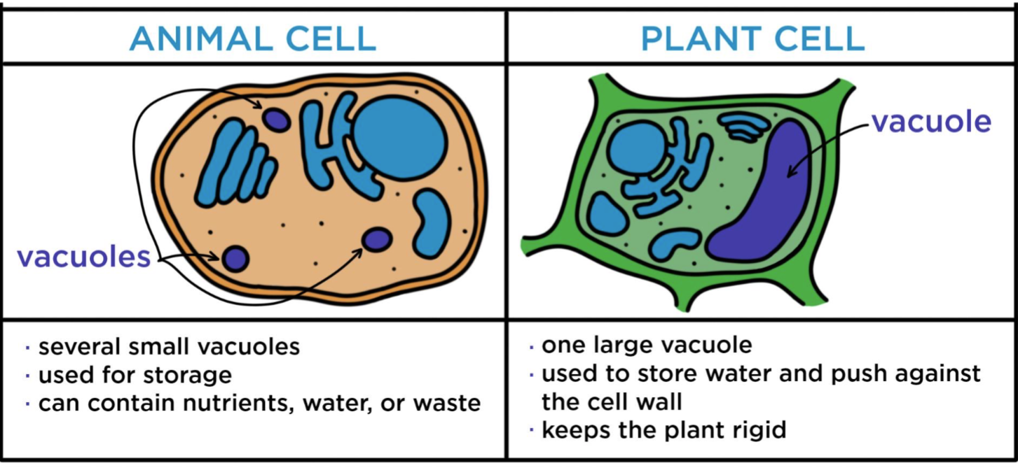 <p>small vacuoles in animal cells</p>