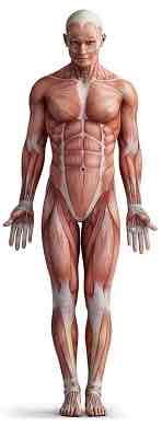 <p>Standing with feet together, palms facing forward and head looking forward. </p>