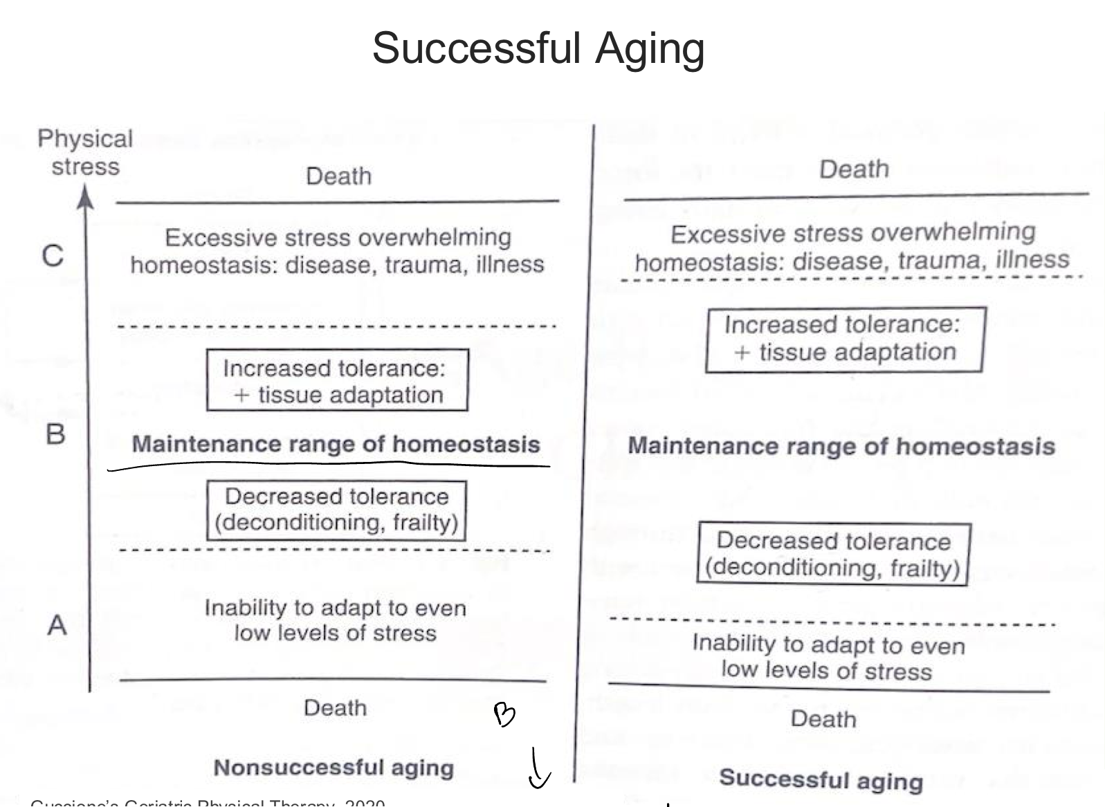 <p>decribe “successful aging” based on this chart</p>