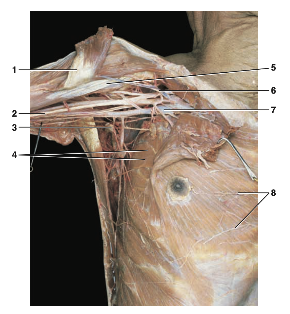 <p>Label Structure #8</p>
