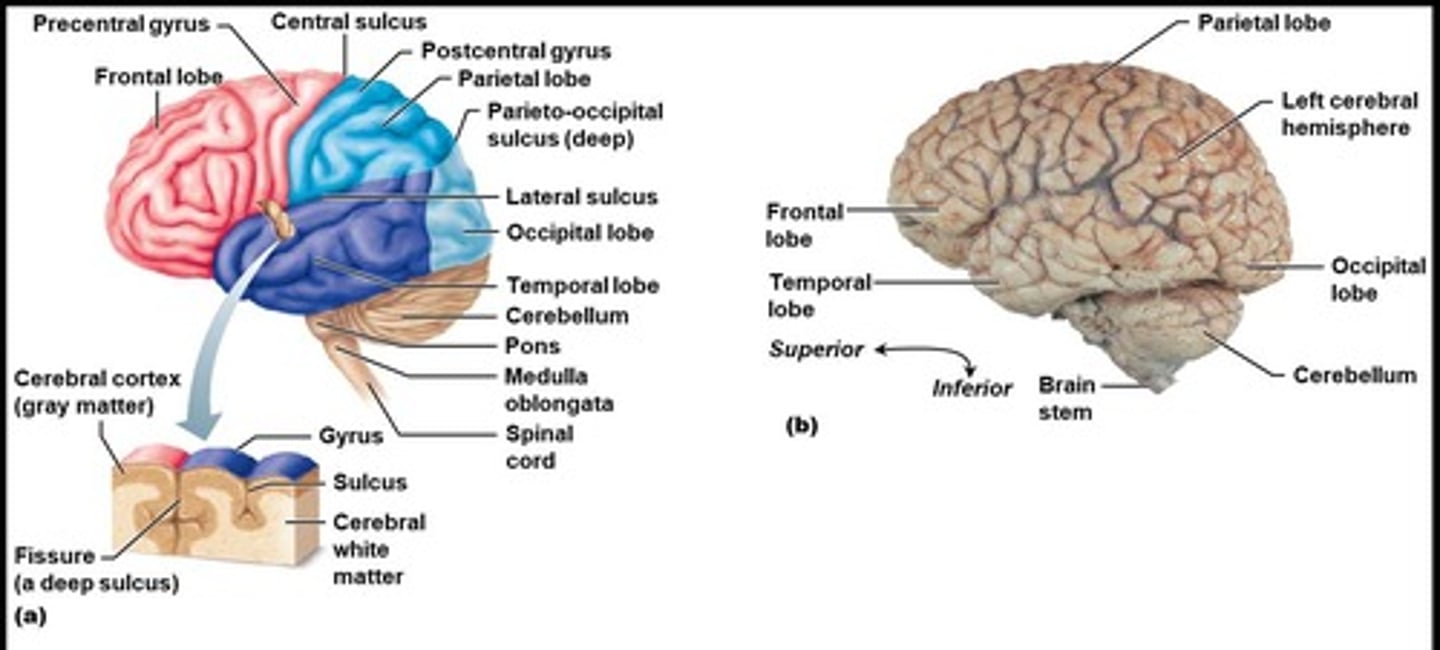 <p>Grooves on the surface of the cerebral hemispheres.</p>
