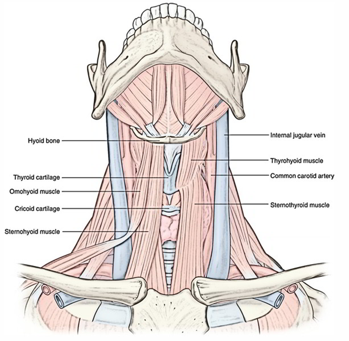 <ul><li><p><strong>sternohyoid</strong>, <strong>omohyoid</strong>, <strong>sternothyroid </strong>and <strong>thyrohyoid </strong>muscles.</p></li><li><p>function to depress the hyoid (allowing respiration), and play a role in vocalization</p></li></ul><p></p>