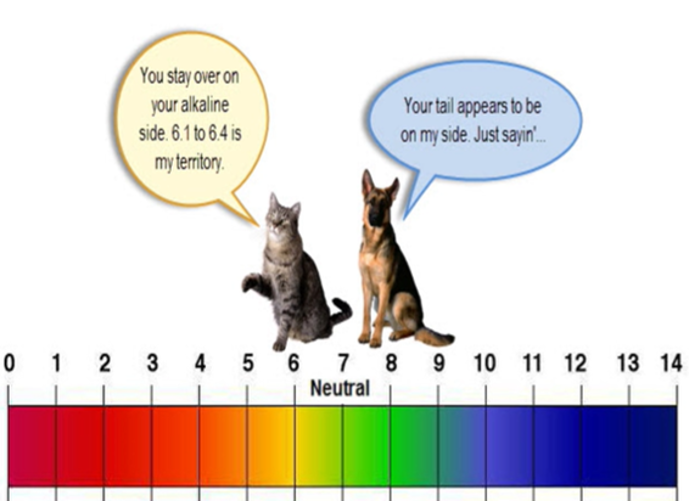 Cats are slight more on the acidic side in comparison to dogs.