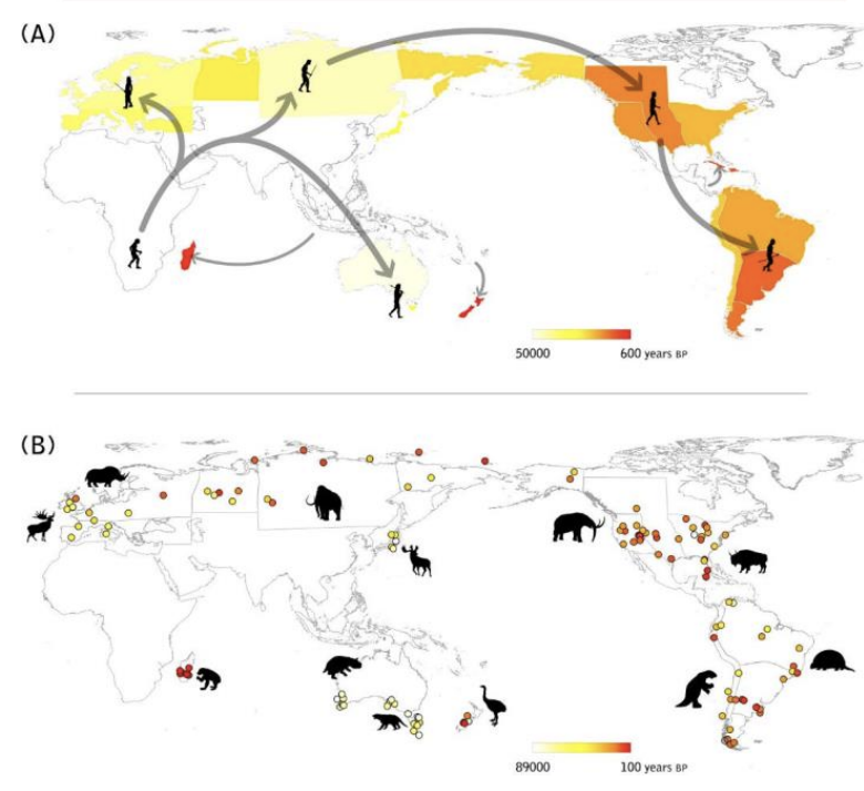 <ul><li><p>global picture confirsms <strong>consistently close match</strong></p></li><li><p>between timing of megafaunal extinction on different landmasses</p></li></ul><p>→ <strong>and the first arrival of people</strong></p><p></p><p>Confirms that the mass extinction were not due to climate change</p><p>because they affected different places at different times</p><ul><li><p>but the timing do match the migration of humans across the world</p></li><li><p>ALSO: supported by the fact the these large animals were not affected by any other past ecological changes</p></li></ul><p></p>