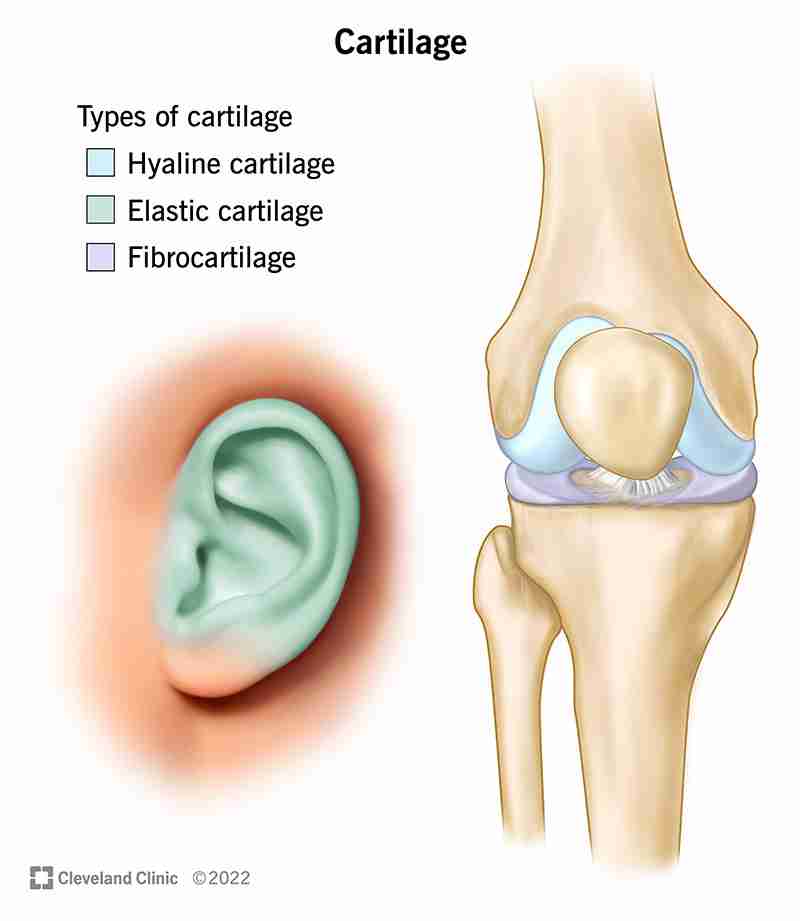 <ol><li><p>Most advanced group in animal kingdom</p></li><li><p>Endoskeleton</p></li><li><p>Possess well define internal skeleton system with <u>cartilage</u> (which found in ears but the types are hyaline, fibro (this 2 found in the knees ) and elastic (ear) ) and <u>backbone</u></p></li></ol>