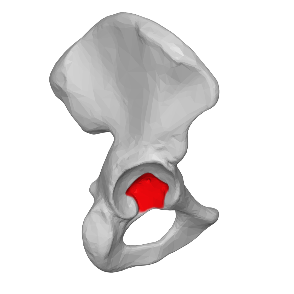 <p><span style="color: red"><strong>ACETABULAR FOSSA</strong></span></p><ol><li><p>Ở mặt <span style="color: blue"><strong>ngoài</strong></span></p></li><li><p>Phần <span style="color: green"><strong>còn lại</strong></span> của <span style="color: blue"><strong>ổ cối</strong></span></p></li></ol><p></p>