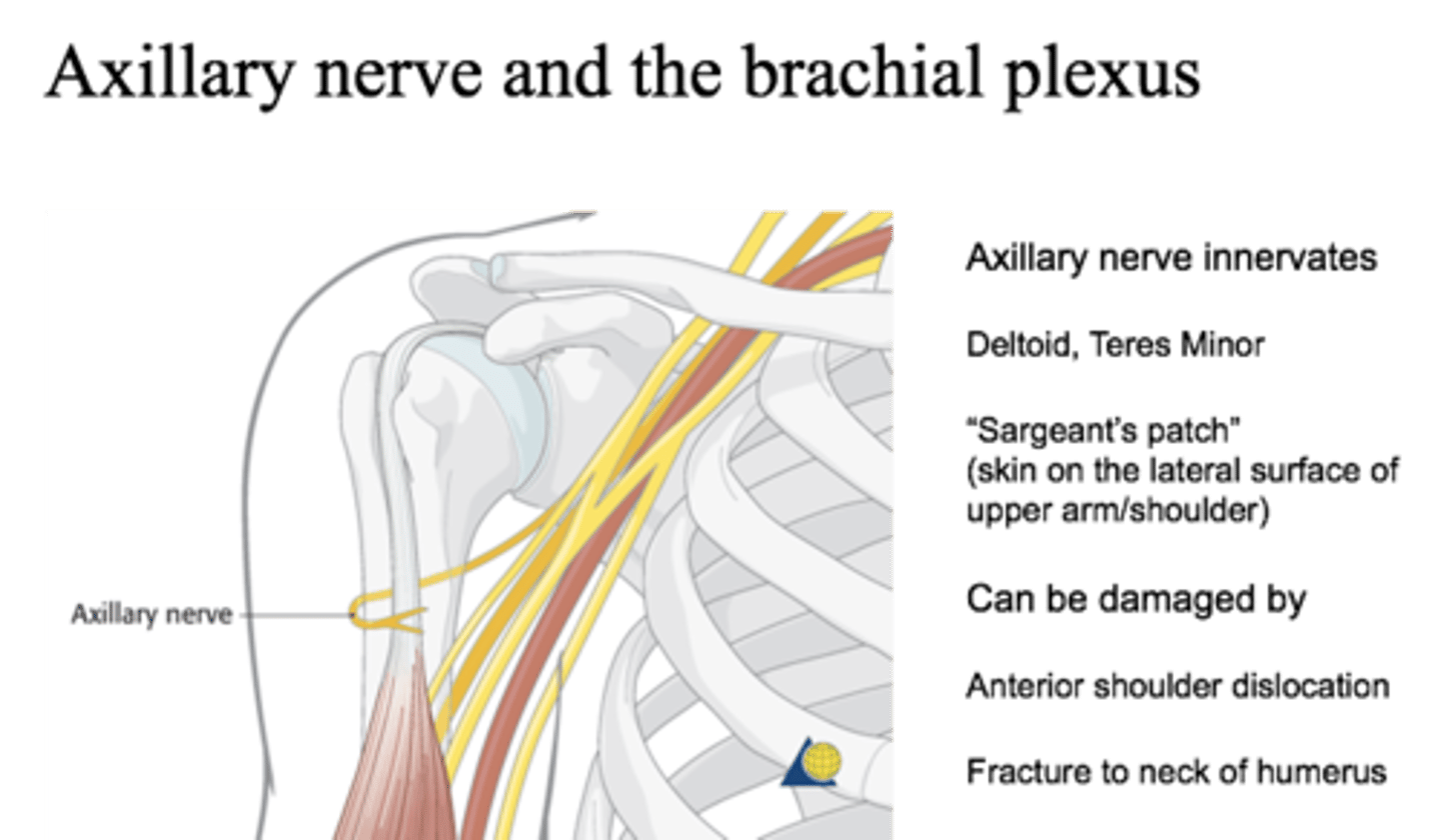 <p>runs in middle of muscle horizontally</p>