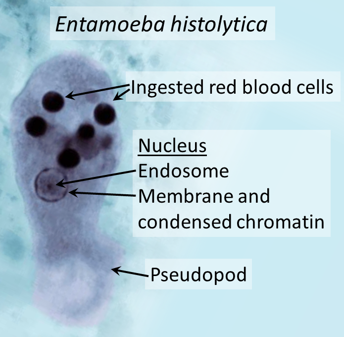<p><em>Entamoeba histolytica </em>trophozoite</p>