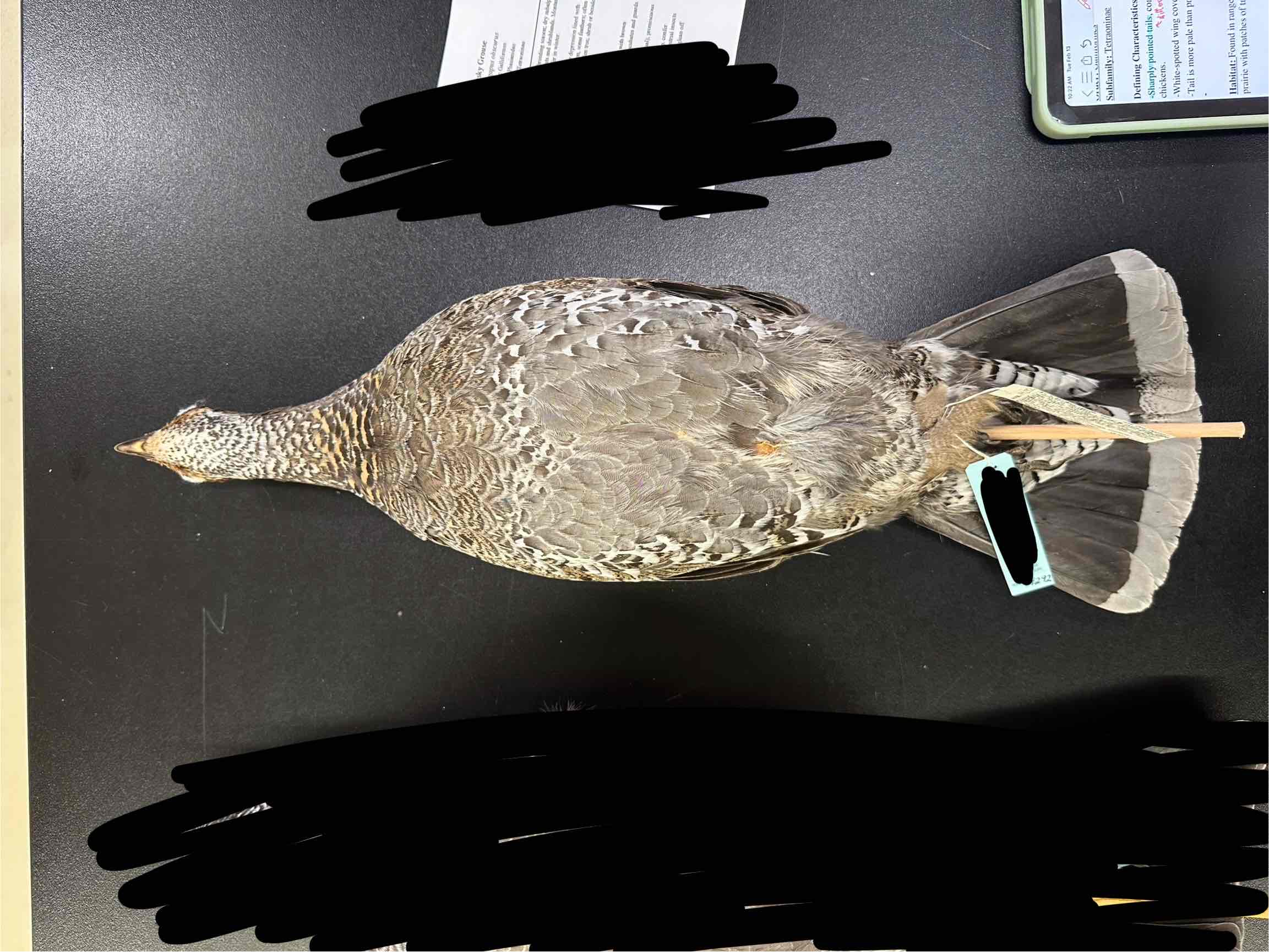 knowt flashcard image