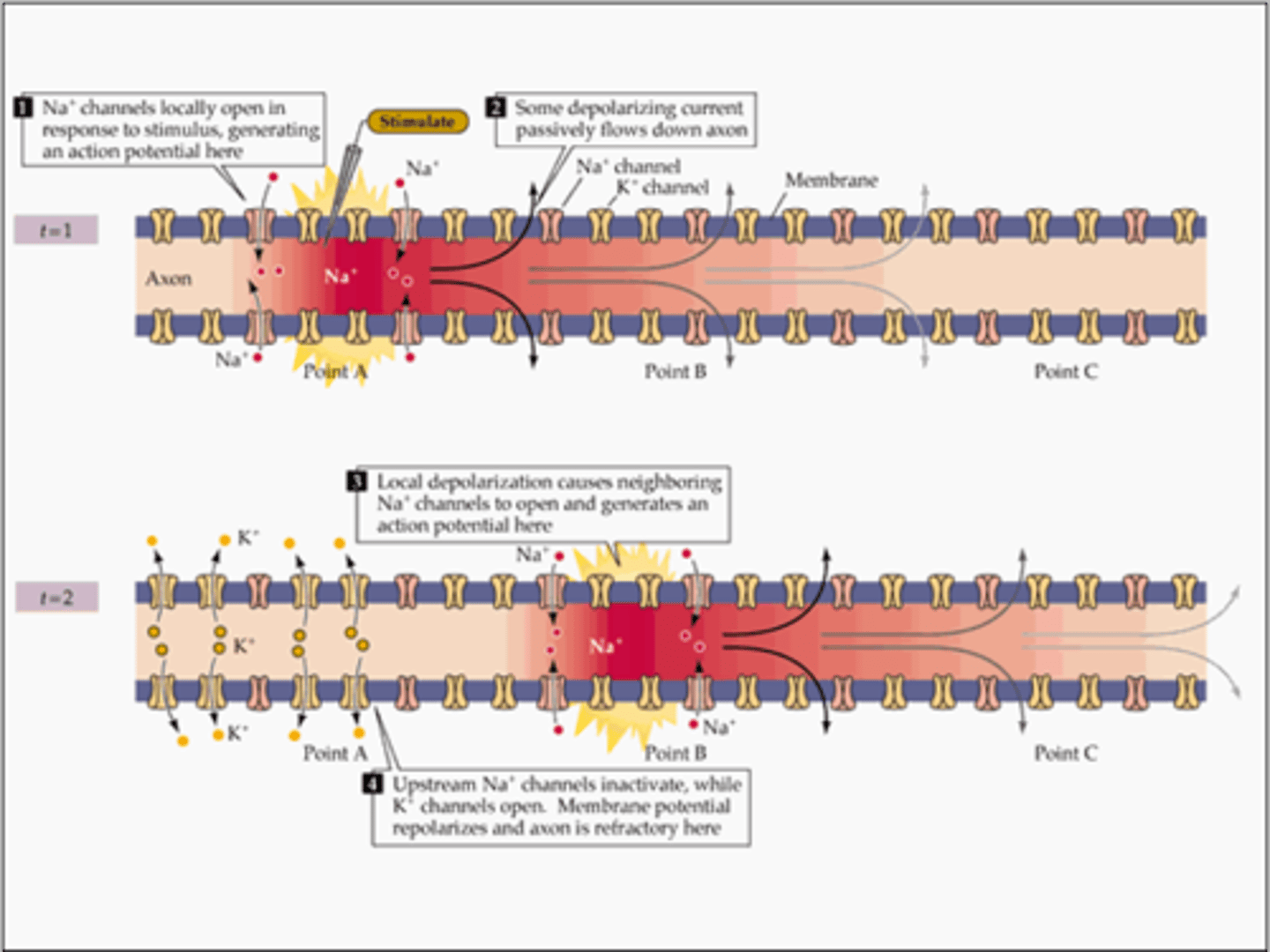 <p>The process during the action potential when sodium is rushing into the cell causing the interior to become more positive.</p><p>- Voltage-gated Na+ channels open (threshold reached)</p><p>- Na+ diffuses into cell</p><p>- +30 mV inside cell</p><p>- Voltage Gated Na+ channels close</p>