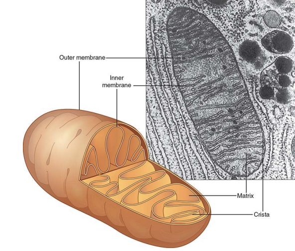 <p>site of cellular respiration and ATP generation (powerhouse) in animal cells</p><p>double membrane: inside membrane folds to increase surface area</p><p></p>