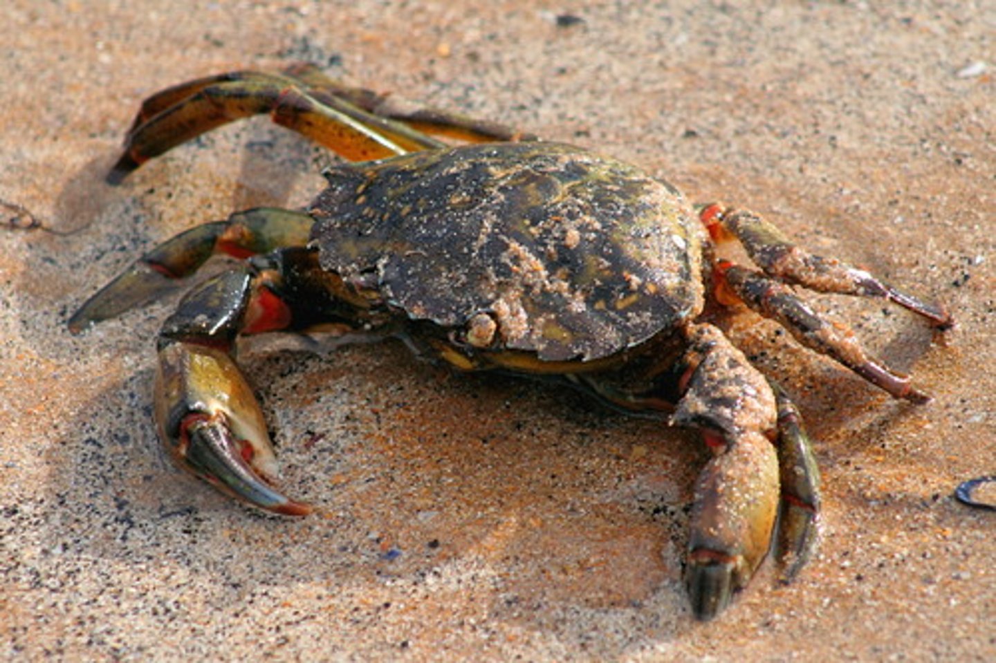 <p>crab</p>