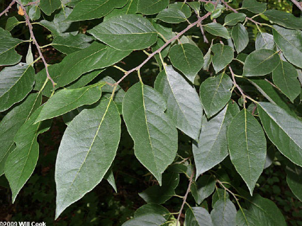 <p>Family<br>Genus<br>Species<br>Common Name</p>