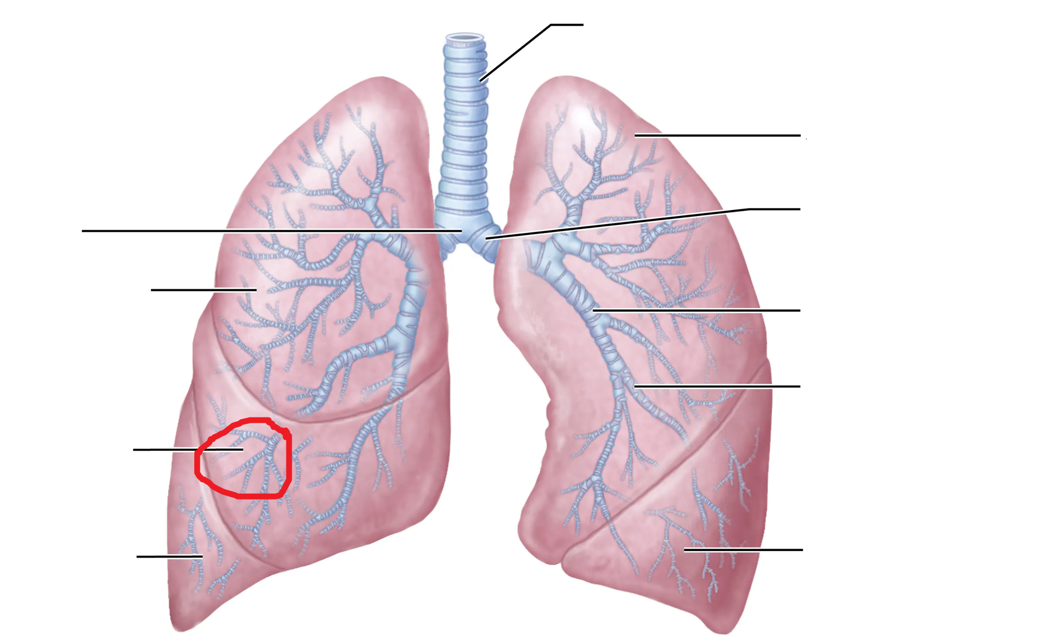 <p>What is the area marked in red?</p>