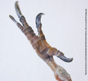<p>What is this foot type? </p>