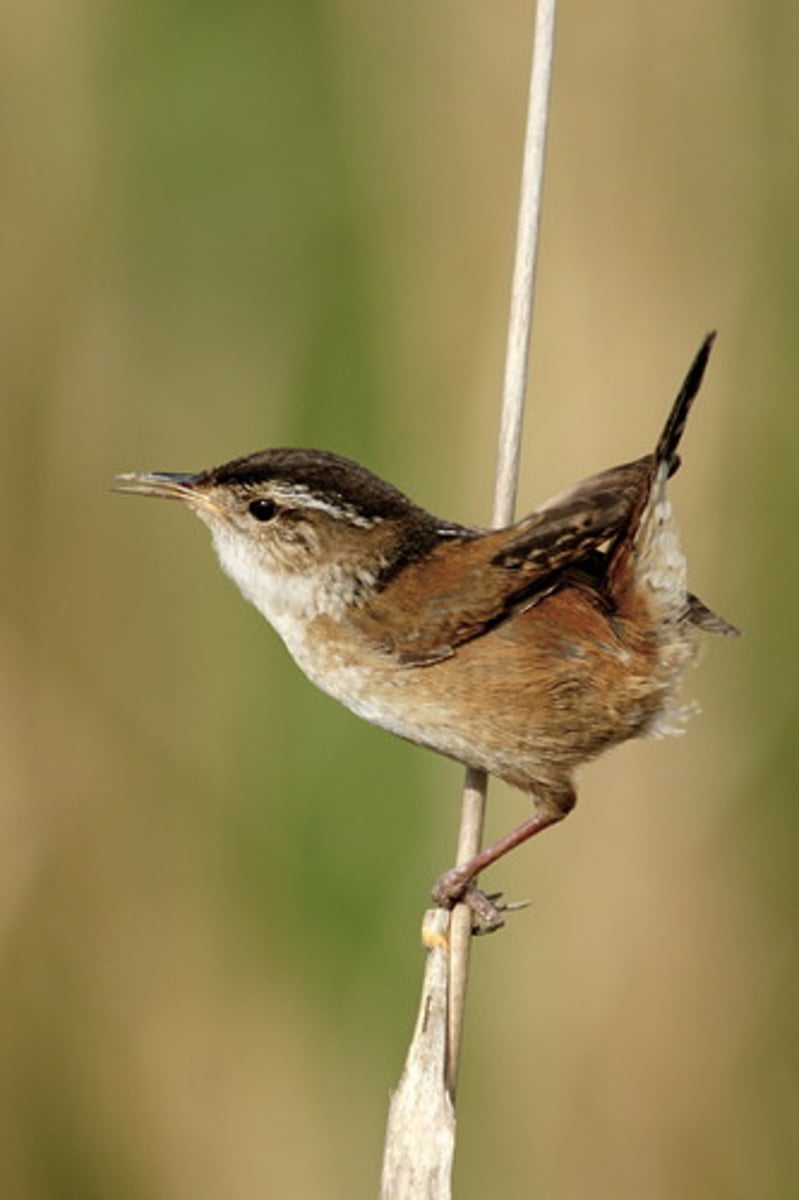 <p>Black triangle on back with white stripes</p><p>Fresh or saltwater marshes.</p>