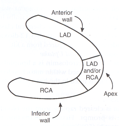 <p>What view of the heart is represented in this image?</p>