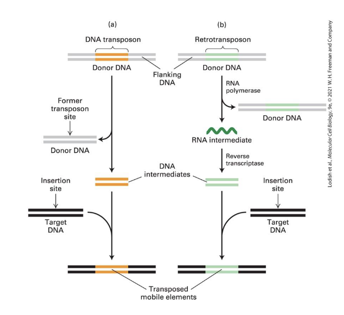 <ul><li><p><strong>DNA Transposons</strong></p><ul><li><p>3% of genome</p></li><li><p>just jump from one position to another</p></li></ul></li><li><p><strong>Retrotransposons</strong></p><ul><li><p>40% of genome </p></li><li><p>copy themselves threough an RNA intermediate before moving around (that’s why there are more)</p></li></ul></li></ul><p></p>