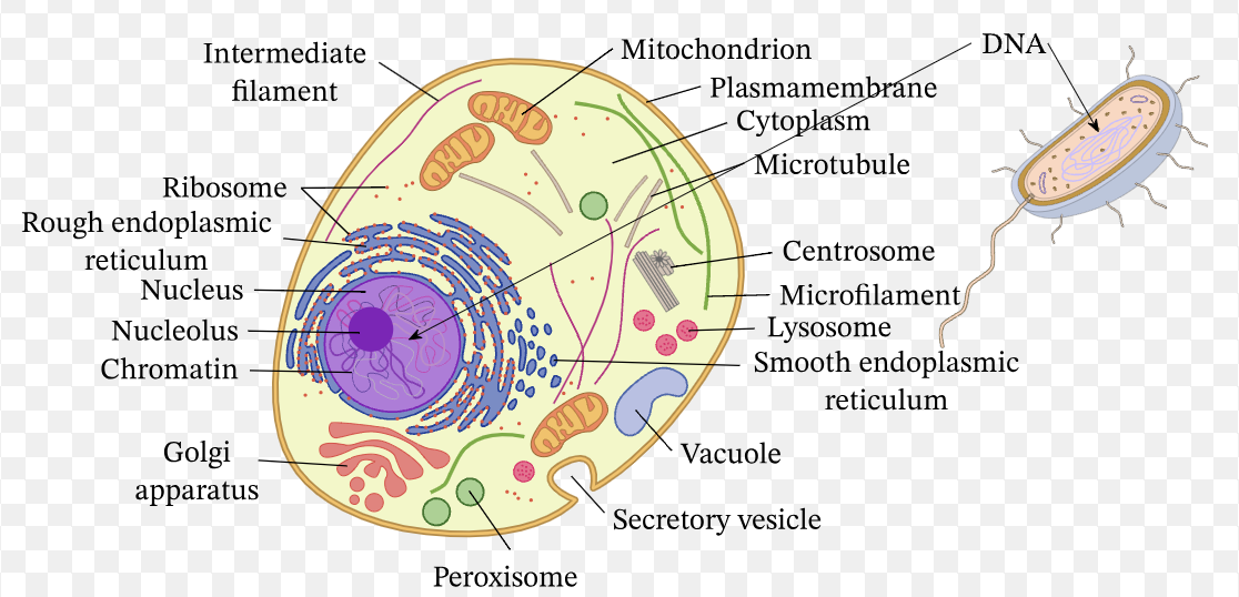 <p>membrane, nucleus (double membrane), nucleolus, ribosomes, mitochondria, golgi apparatus, vesicles, cytoplasm, rough/smooth endoplasmic reticulum, ribosomes, vacuole, centriole, lysosomes</p>