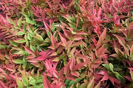 <p>Invasive shrub</p><p>Leaf: alternate, evergreen, tripinately compound, redish in spring and fall</p><p>Fruit: red, round, clusters</p><p>Twig/bark: red, smooth</p>
