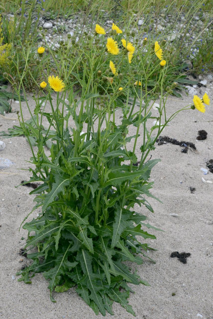 <p>Peltovalvatti</p>