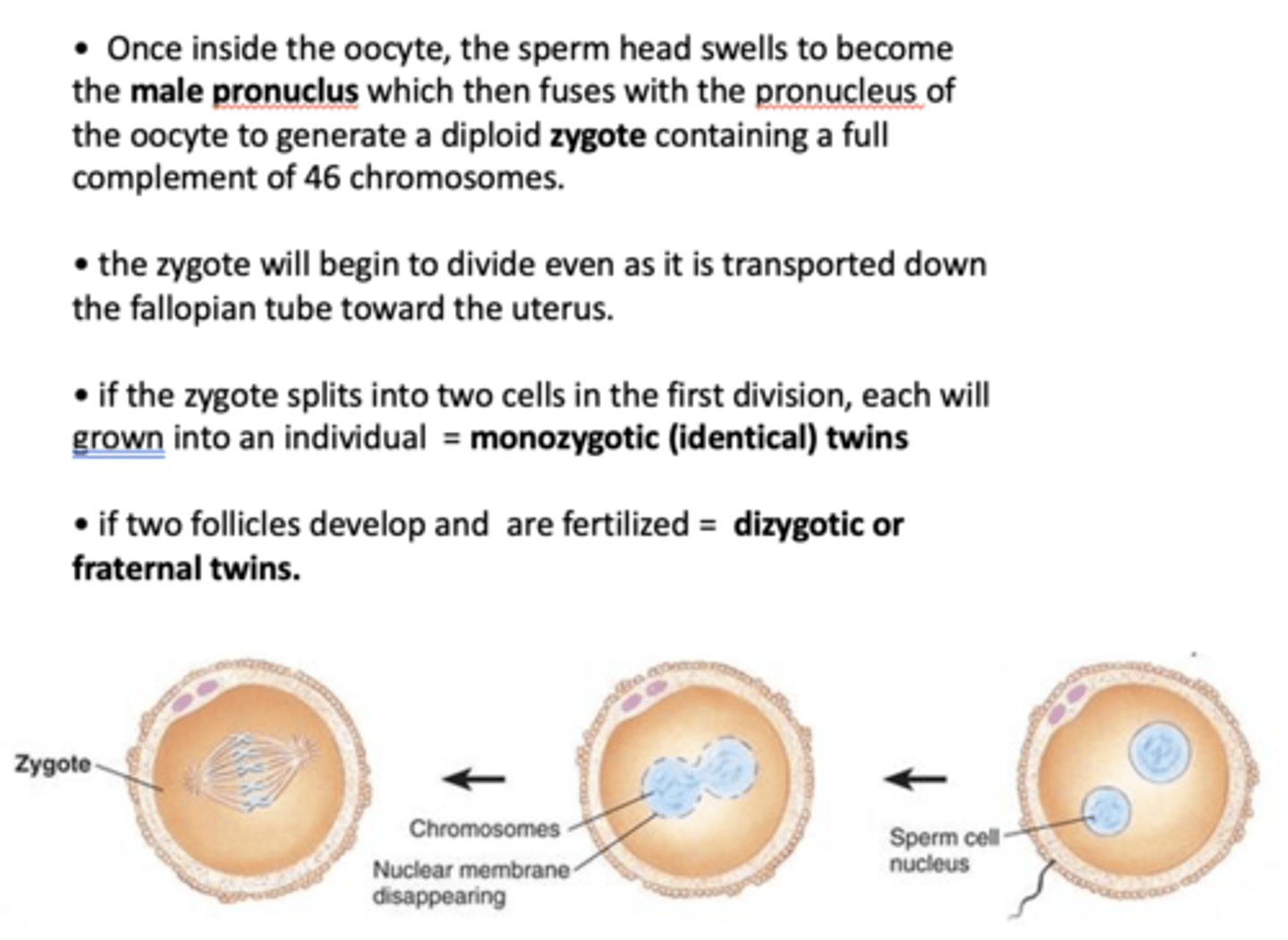 <p>dizygotic or fraternal twins</p>