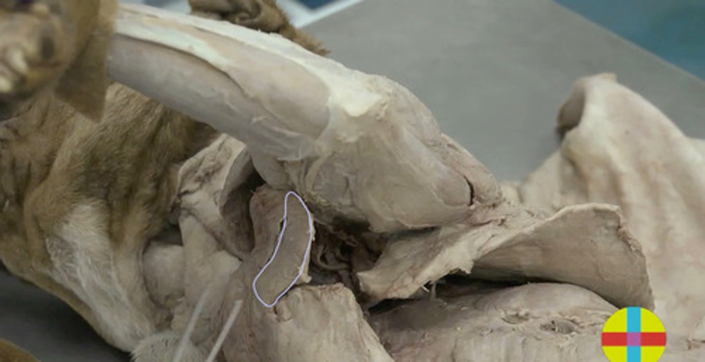 <p>Origen: Manubrio esternón </p><p>Inserción: Fascia antebrazo</p><p>Función: aproximador y anteversor húmero. Inervación: n. pectorales craneales</p>