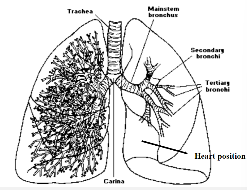 The lung consists of the trachea, mainstem bronchus, secondary bronchi, tertiary bronchi, carina and heart position