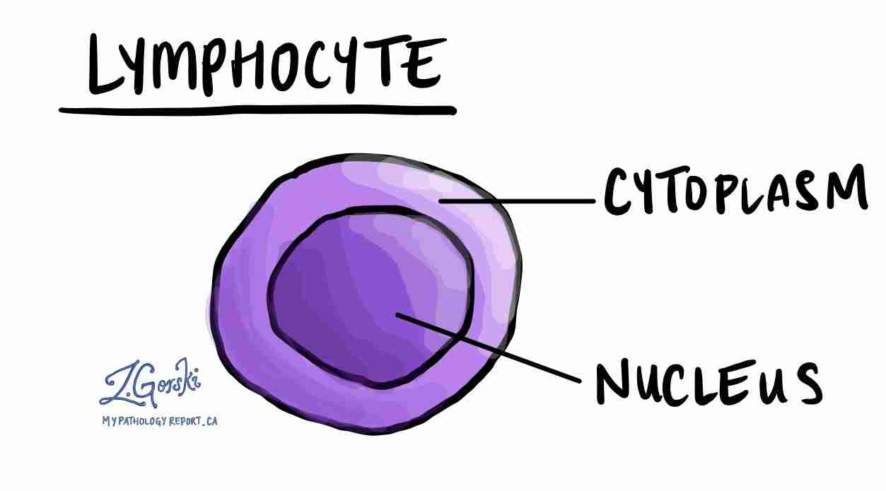 <ul><li><p>It has a large nucleus surrounded by a thin cytoplasm</p></li><li><p>It's divided into two main groups (T and B cells)</p></li><li><p>It has a fixed shape</p></li><li><p>They are larger than erythrocytes</p></li></ul>