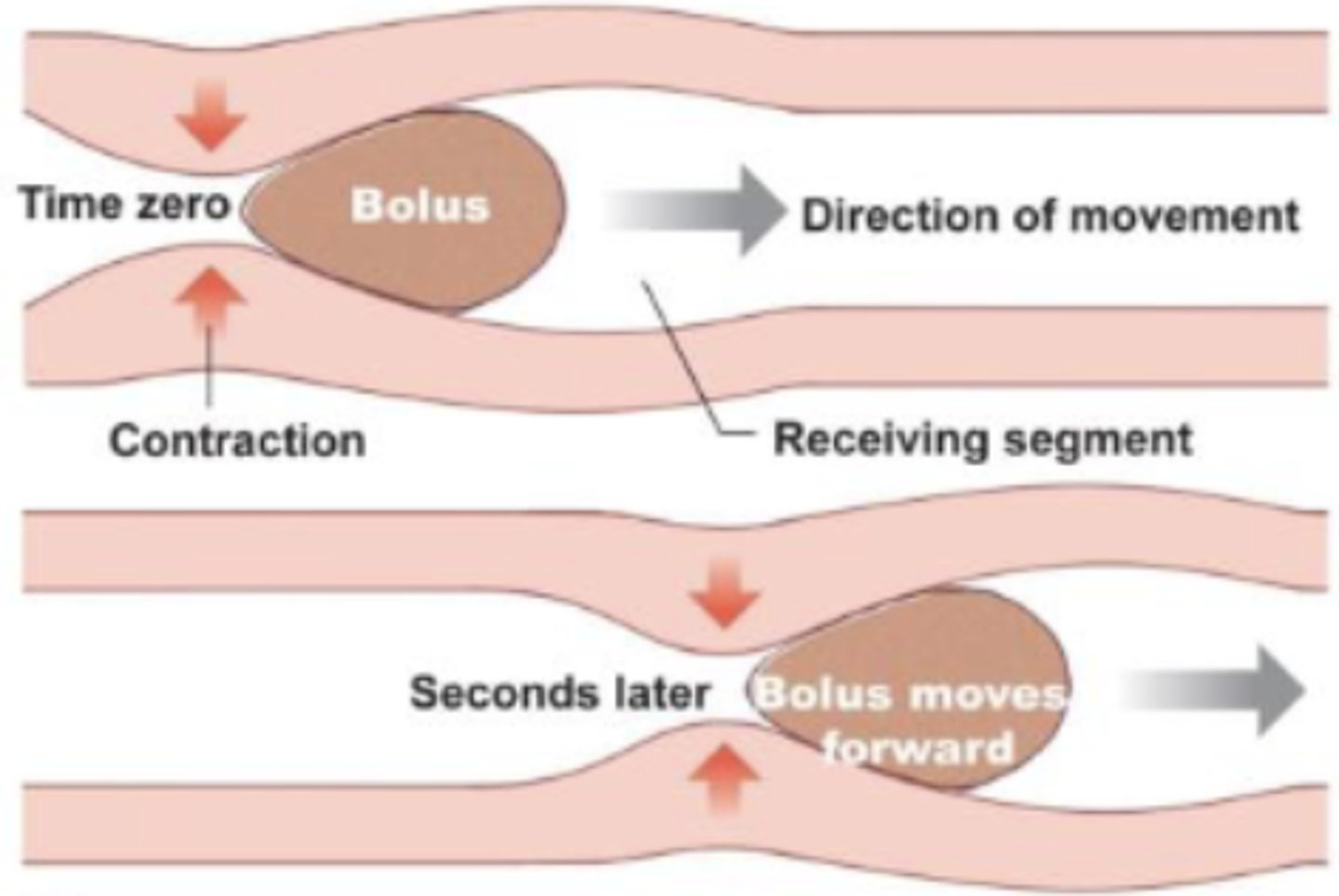 <p>moves food along; site you want to leave contracts, distance needs to move shortens, site you want to go to relaxes</p><p>occurs in esophagus and stomach, NOT SI bc it needs plenty of time for reabsorption into epithelial cells</p>