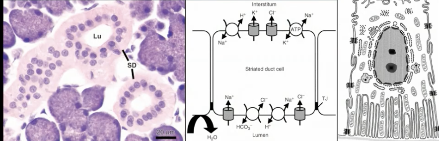 <ul><li><p>Mainly in Parotid and Submandibular glands</p></li><li><p>Polarized cells</p></li><li><p>Striated appearance in basal plasma membrane with many mitochondria</p></li><li><p>Role in the assembly and transcytosis of SIgA</p></li></ul><p></p>