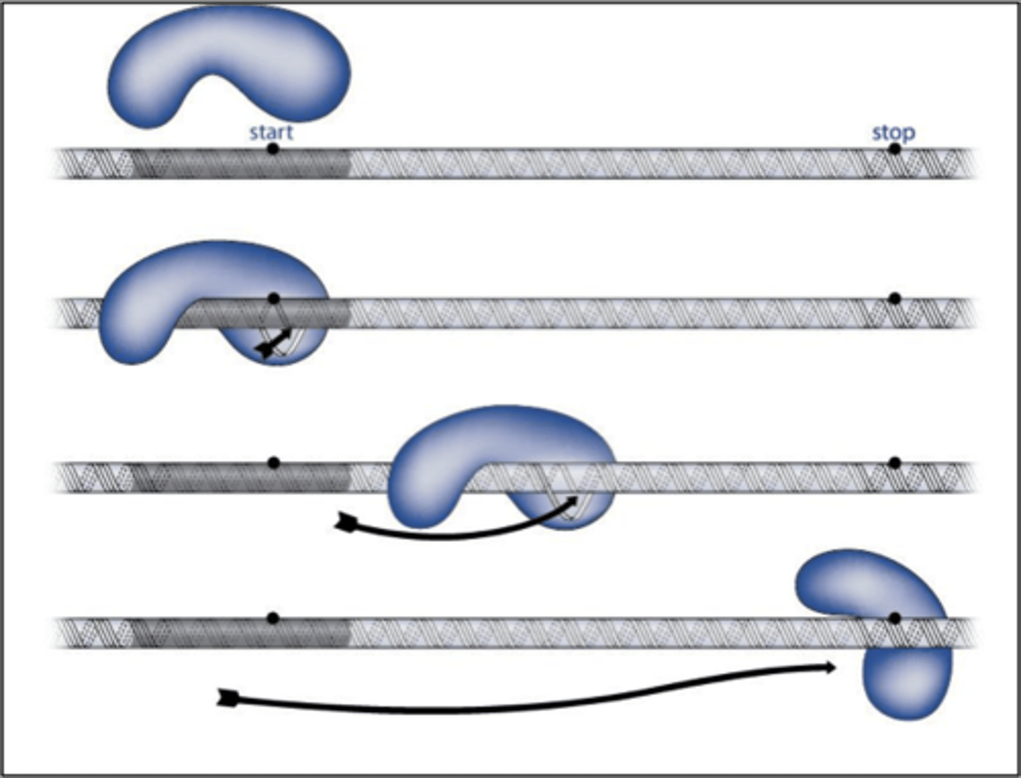 <p>Enzyme that synthesizes RNA from DNA template.</p>