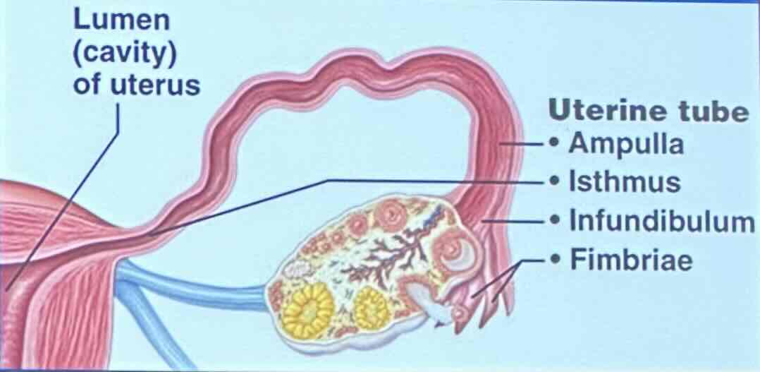 <p>the uterine tubes consist of oviducts and the fallopian tubes</p>