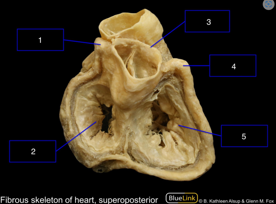 <p>What structures are shown in this video?</p>