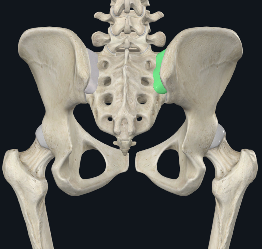 <ul><li><p>very strong</p></li><li><p>primary structure for force transmission and in WB</p></li><li><p>keeps the SI joint as close as they can be</p></li></ul><p></p>