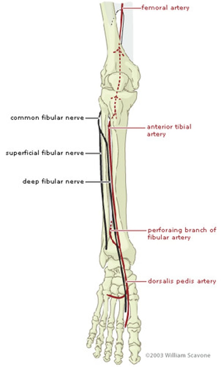 <p>superficial fibular nerve and deep fibular nerve</p>