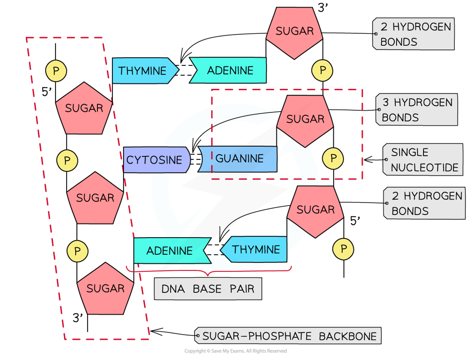 <p><span>•The sugar molecule of one nucleotide bonds to the phosphate group of another one.</span></p><p><span>•This forms a long chain of alternating sugars and phosphates, with side chains of bases.</span></p>