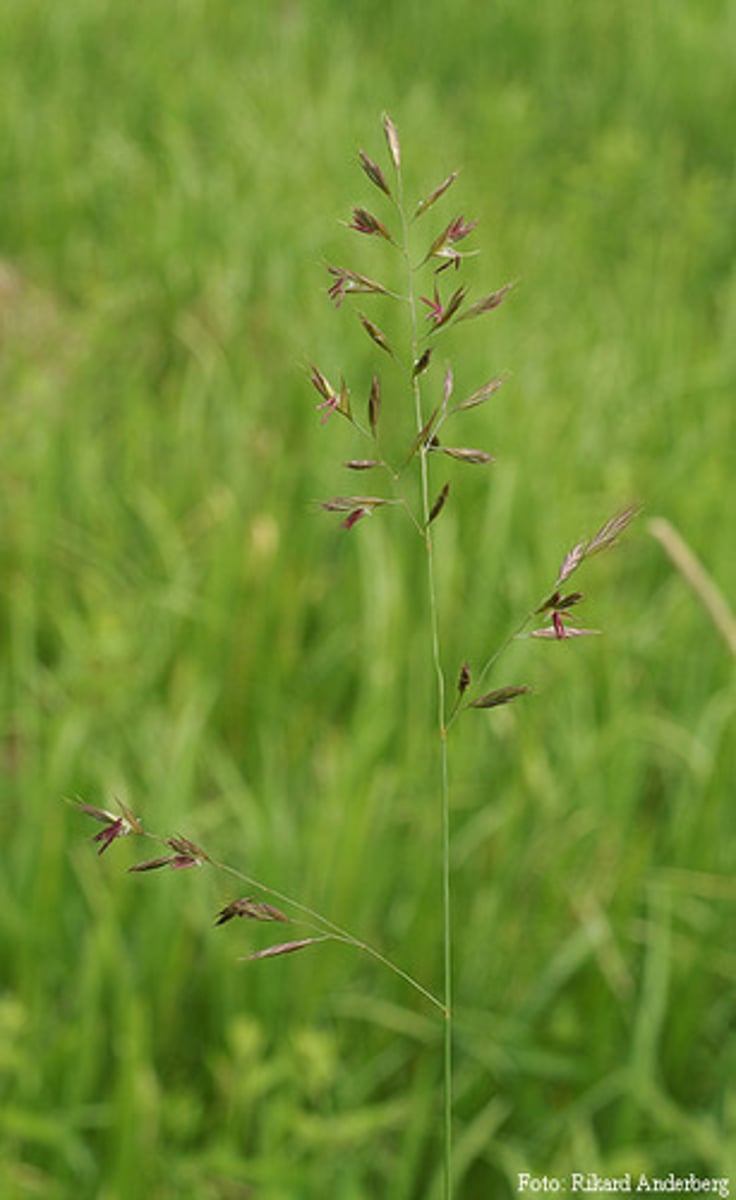 <p>welke plant</p>