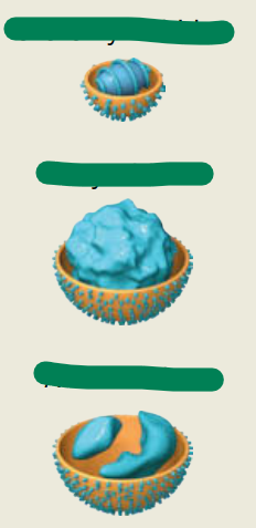 <p>Single-stranded RNA, – strand (multiple strands of RNA, <strong>enveloped</strong>)</p>