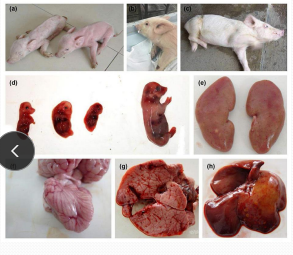 <p>Pseudorabies (Aujeszky's disease) in <span style="color: rgb(230, 155, 255)">pigs</span></p>