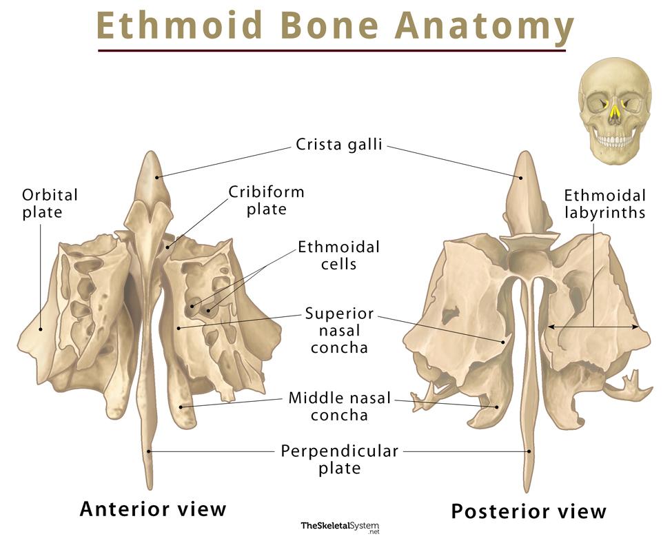 <p>Anterior to sphenoid and posterior to nasal bones</p><p>Forms: Part of cranial floor, medial wall of orbits, superior part of nasal septum most of superior sidewalls of nasal cavity</p><p>Cribriform Plate: Roof of nasal cavity</p><p>Olfactory foramina: For olfactory nerves</p><p>Crista Galli: Attachment for membranes that separate brain hemispheres</p><p>Ethmoid Sinuses: Between nasal cavity and orbits</p><p>Nasal Conchae: Increase surface area covered by mucus membranes, warms, moisturizes, cleans air</p>